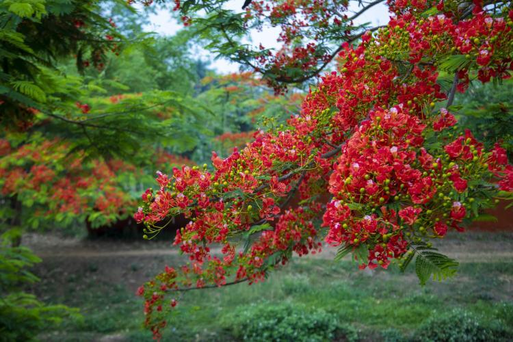 美~美~美芒市凤凰花火红“上线”！高清大图来了