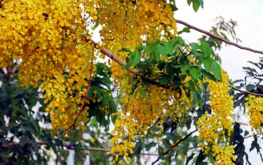 来芒市淋一场“黄金雨”